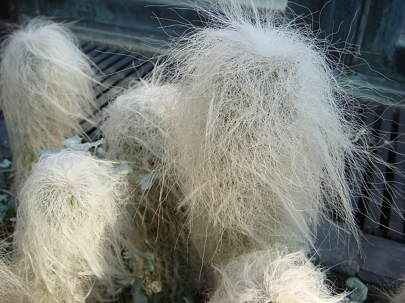 413 Longwood Gardens [2008 August 23].JPG - Longwood Gardens in Pennsylvania